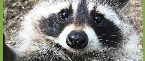 Ein tierisches Vergnügen durch das Jahr 2026!