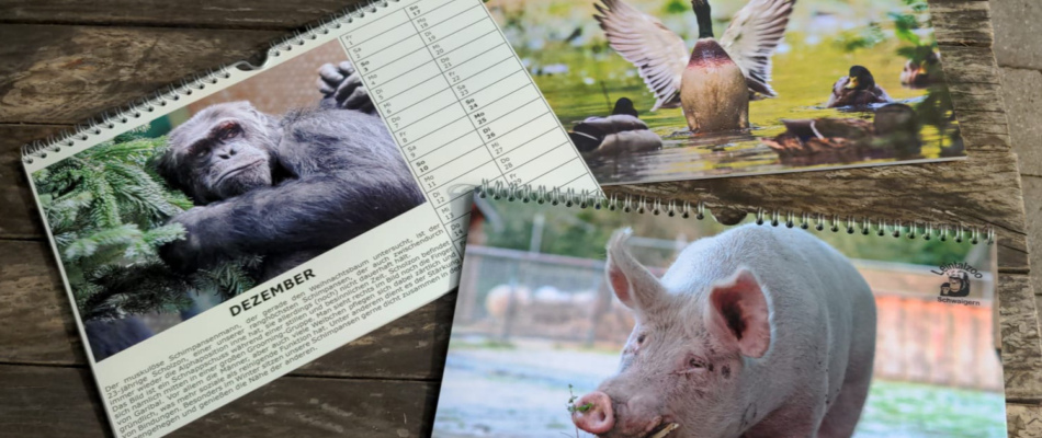 Der neue Leintalzoo-Kalender 2023 ist da! Ein tierisch tolles Jahr