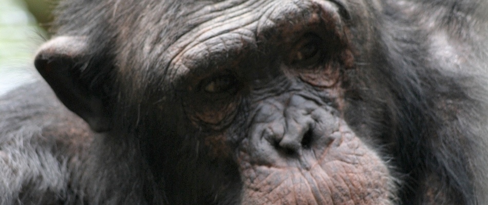 Leintalzoo bleibt weiterhin geschlossen