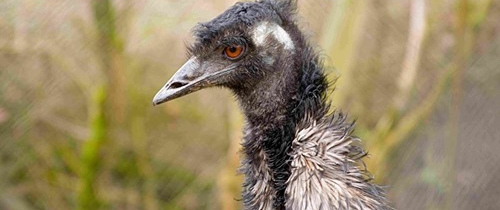 Herzlich Willkommen, Karlchen! Neues Zuhause für den Emu