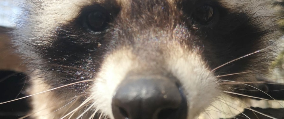 Zoobesuch mit Voranmeldung und negativem Coronatest möglich
