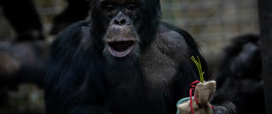 Die neuen Veranstaltungen im Leintalzoo im Herbst und Winter Mitmachen- Dabei sein - Anmelden