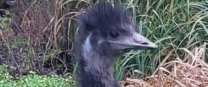 Emu Karlchen bekommt weibliche Verstärkung Sie ist endlich da!!!