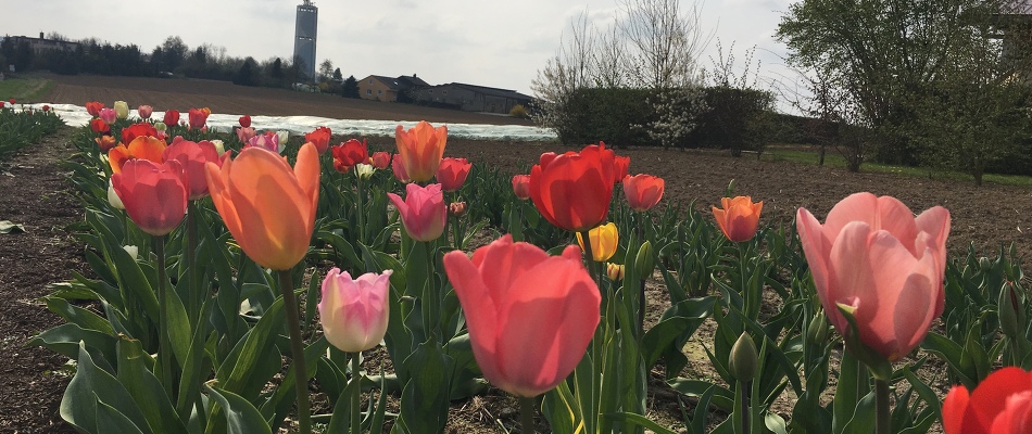  - Es blüht auf unserem Blumenfeld