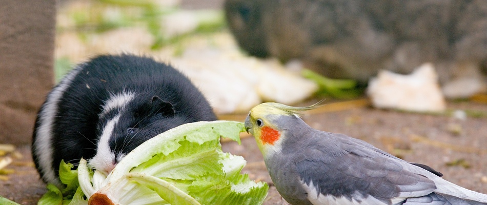 Wünsche unseres Zoo-Teams Weihnachts-Wunschliste