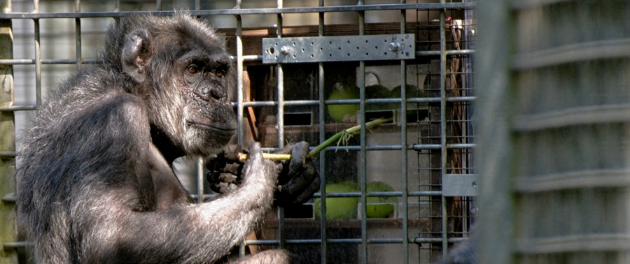Livestream- Schimpansen am Futterautomat
