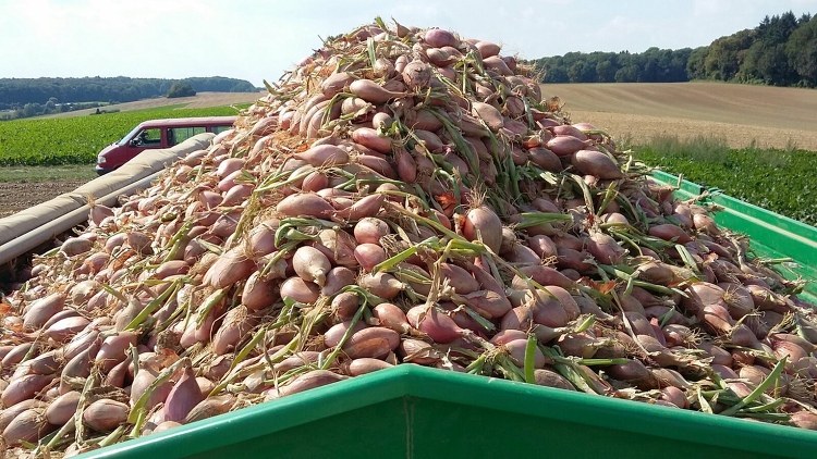 Kartoffelhof Schmälzle aus Schwaigern