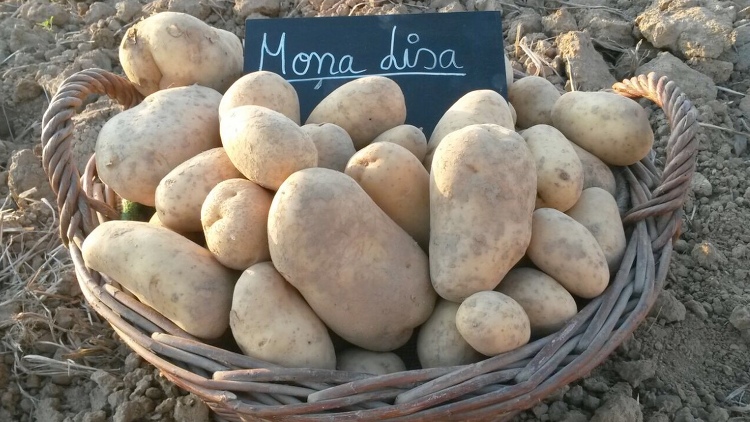 Kartoffelhof Schmälzle aus Schwaigern