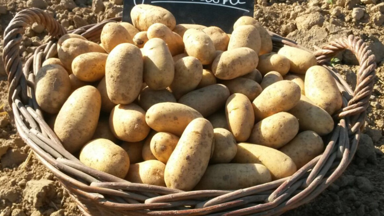 Kartoffelhof Schmälzle aus Schwaigern