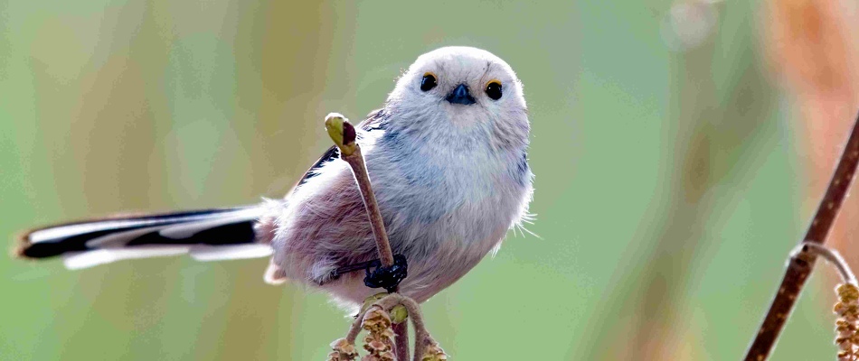 Vogelworkshop im Leintalzoo am 05.04.2024 - Fällt mangels Anmeldungen aus!