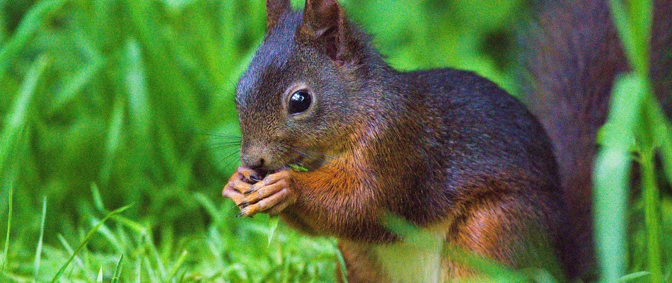 Der Förderverein vertritt den Osterhasen im Leintalzoo