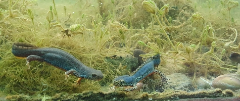 Naturerlebnistage Baden Württemberg
