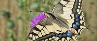 Ausflug in die Wunderwelt der Insekten