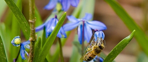 Weltbienentag 20.05.2025