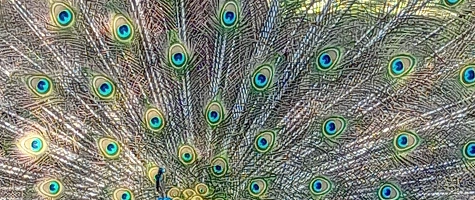 Ganz schön männlich - Zooführung am Vatertag  29.Mai 2025