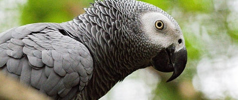 Zooführung im Rahmen des Leintalzoo-Jubiläums