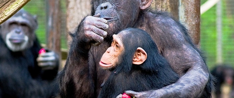 Interaktive Schimpansenbeobachtung im Rahmen des Leintalzoo-Jubiläums