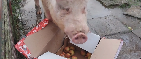 Erlebnisführung rund um Weihnachten